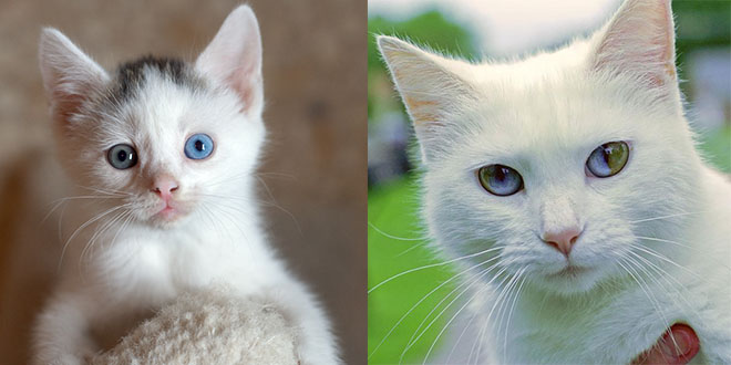 yeux deux coulyeux deux couleurs chatonseurs chatons