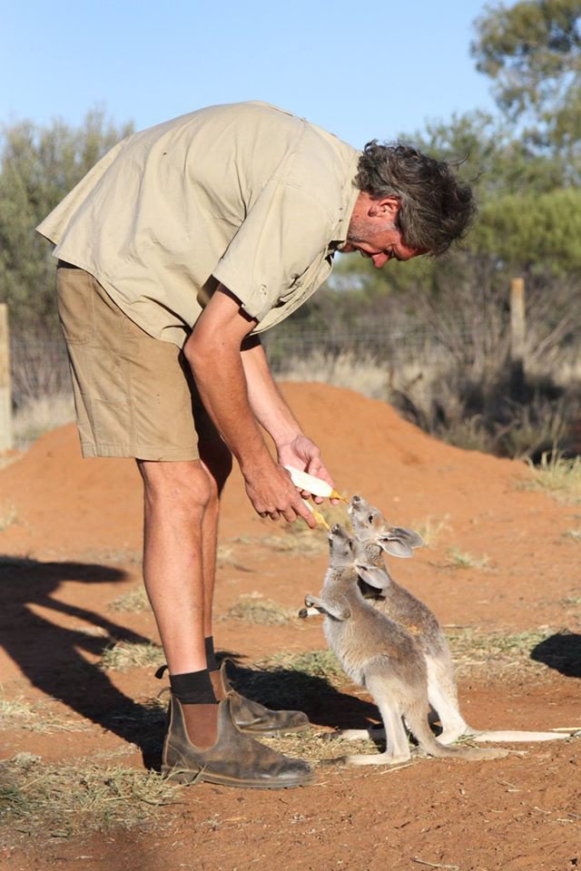 bebe kangourous refuge australie