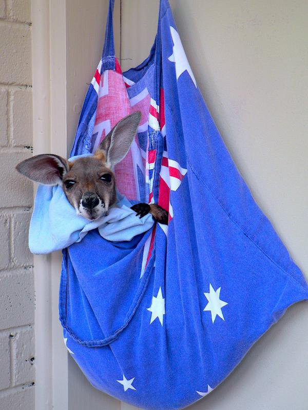bebe kangourous refuge australie