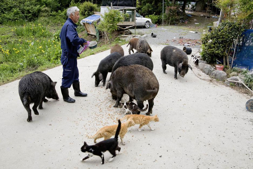 Naoto Matsumura nourrit animaux