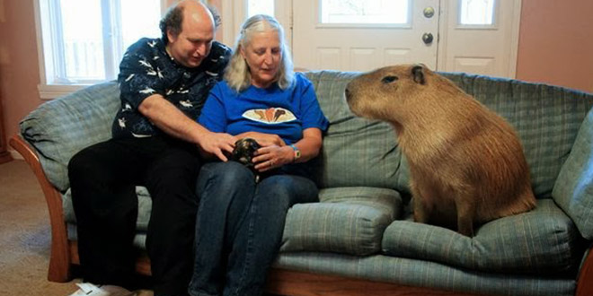 capybara rongeur geant