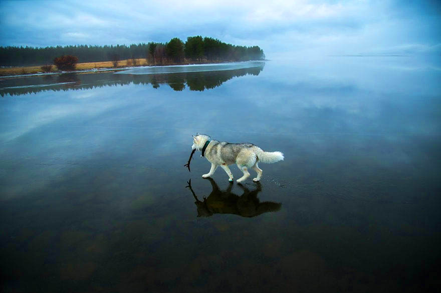 husky-photo-lac