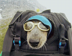 Dog Wing suit
