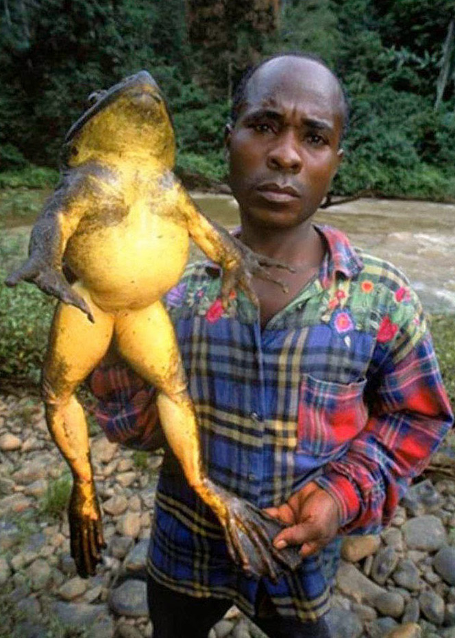 grenouille geante afrique