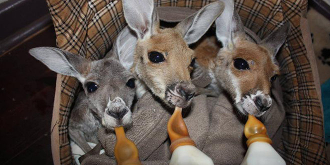 orphelin bebe kangourous sans maman