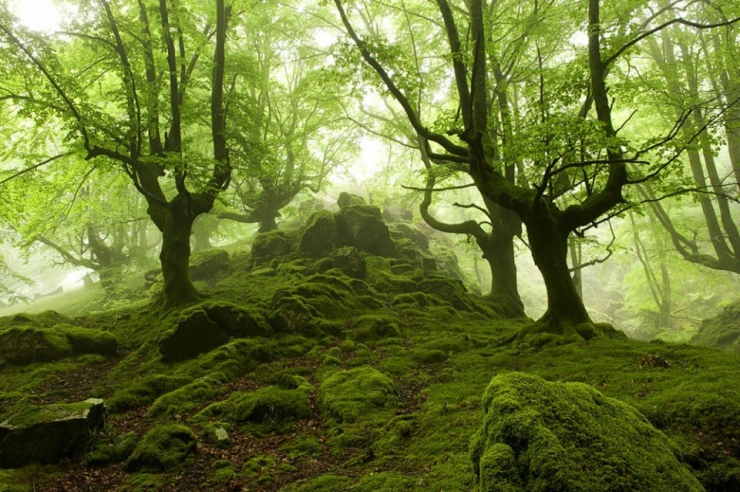 photos-forêt-photographe-Ozkar-zapirain-paysbasque-espagnol