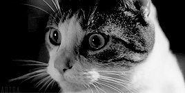 gif cat day and night