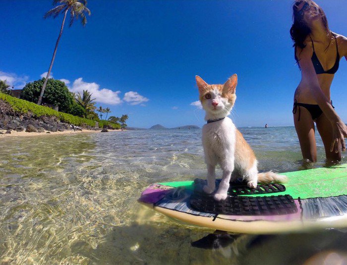 Kuti chat surf