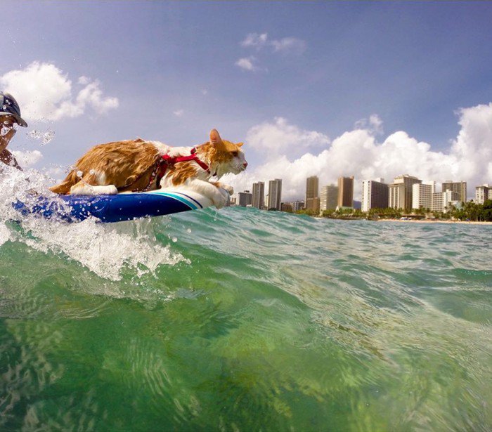 Kuti chat surf