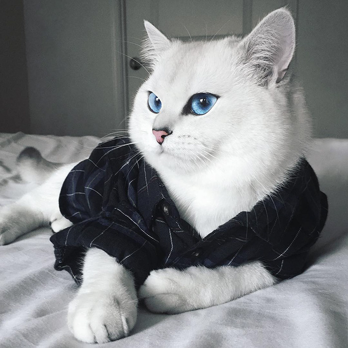 ce-chat-a-les-plus-beaux-yeux-toutes-compétitions-confondues copie