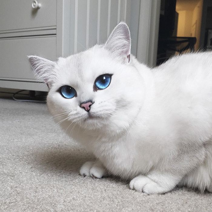 ce-chat-a-les-plus-beaux-yeux-toutes-compétitions-confondues copie