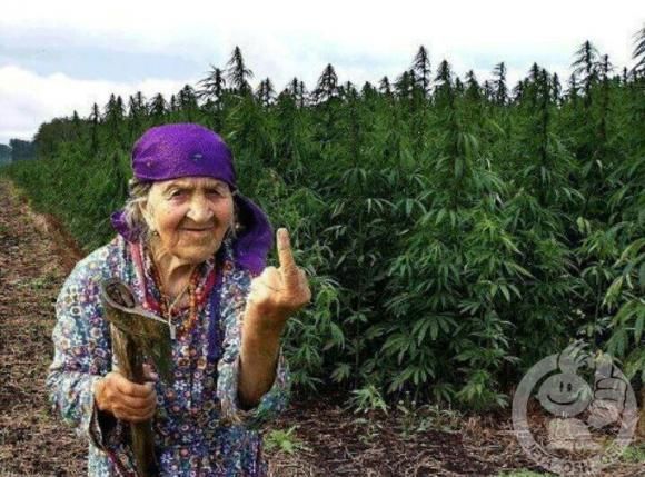 albanie-villes-incontournable-pour-les-fumeurs-de-cannabis