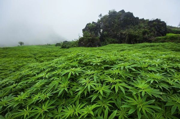 laos-villes-incontournable-pour-les-fumeurs-de-cannabis