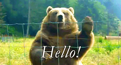 gif-tinder-hello-bear
