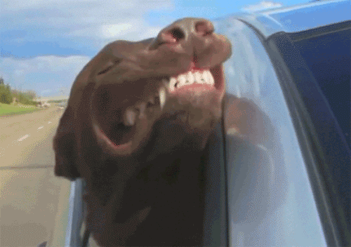 gif-chien-dents