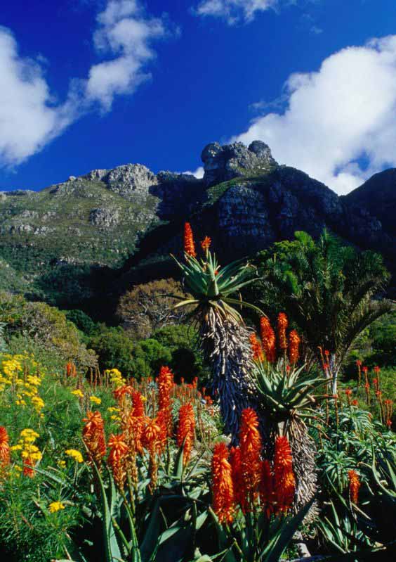 jardin-botanique-national-kirstenbosch-afrique-du-sud-plus-beaux-jardin-du-monde