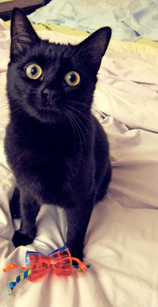 ivy chaton noir mignon cute