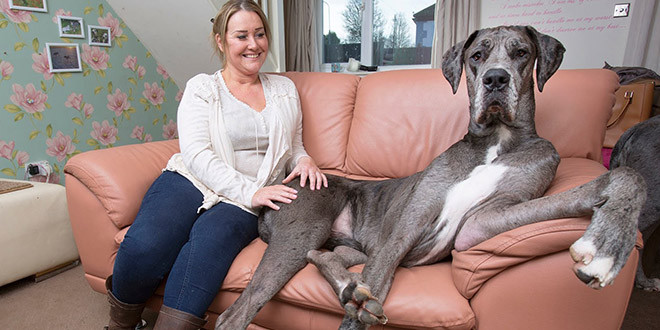 plus grand chien du monde anglais freddy claire dogue allemand