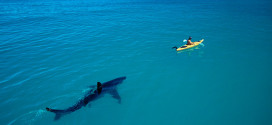 attaque requin marteau kayak pecheurattaque requin marteau kayak pecheur