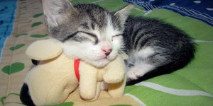 chat dort avec son doudou