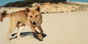 dingo chien australie