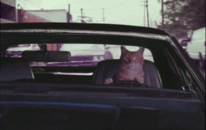 chat qui conduit