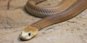serpent australie dangereux