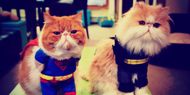 cat super heros