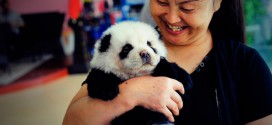 chine chien panda