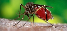 Study: Effective vaccine against dengue found