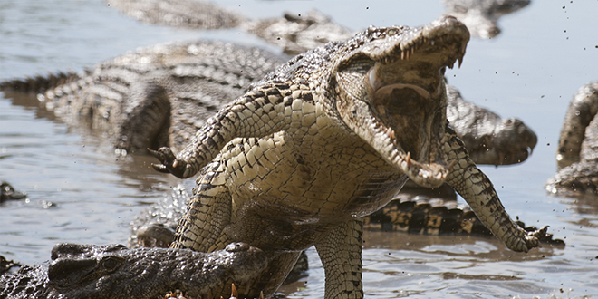 attaque de crocodiles