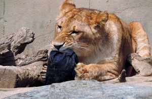 japanese-zoo-jeans-are-ripped-and-torn-by-tigers-designboom-02