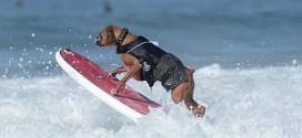le premier concours de surf pour chien
