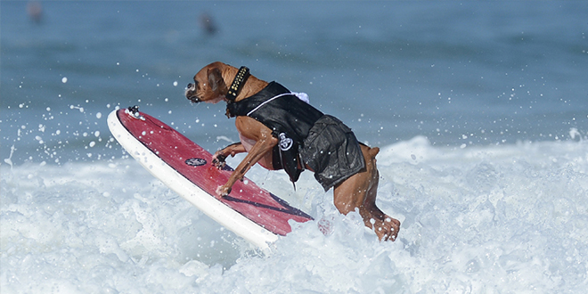 le premier concours de surf pour chien