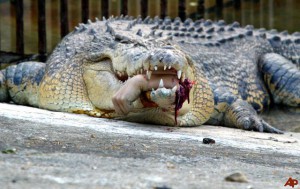 crocodile attaque un homme