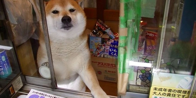 chien vendeur tabac buraliste japon shiba