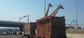 girafe lors d'un voyage