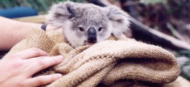 koala sauve bouche a bouche