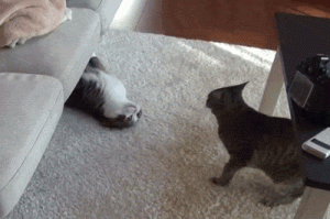 gif cats