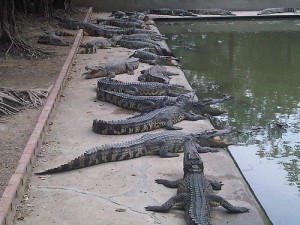 zoo crocodiles bangkok