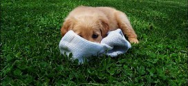 chien chaussettes cover