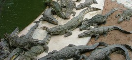 ferme aux crocodiles bangkok suicide