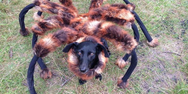chien déguisé araignée caméra cachée