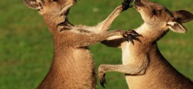 bagarre kangourous australie