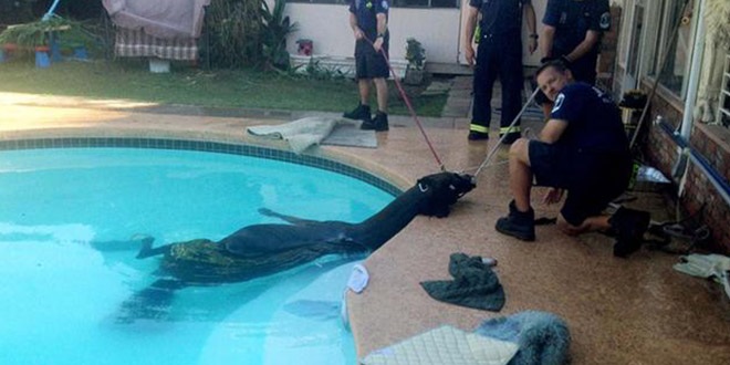cheval piscine usa pompiers