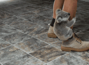 gif cute koala