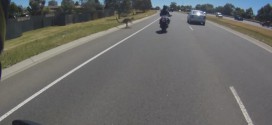 kangourou australie saute dessus moto