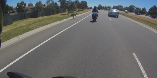 kangourou australie saute dessus moto