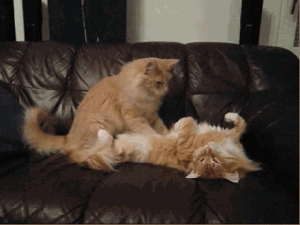gif massage de chats