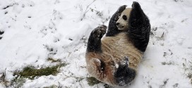 panda neige luge canada zoo